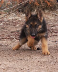 A german shepherd puppy is running on the ground.