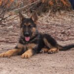 A german shepherd dog laying on the ground.