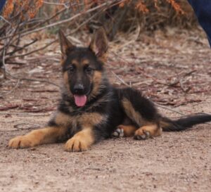 A german shepherd dog laying on the ground.
