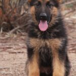 A german shepherd puppy standing on the ground.