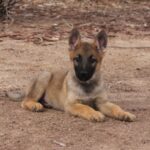 A german shepherd puppy laying on the ground.