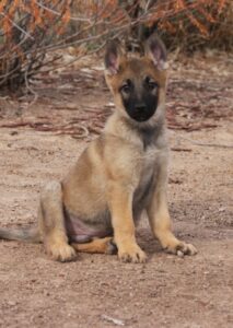 A puppy sitting on the ground in front of some trees
