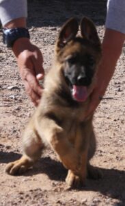 A person holding the hand of a dog