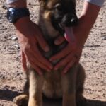 A person holding the head of a dog
