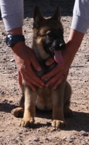 A person holding the head of a dog