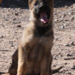 A dog sitting on the ground with its mouth open.