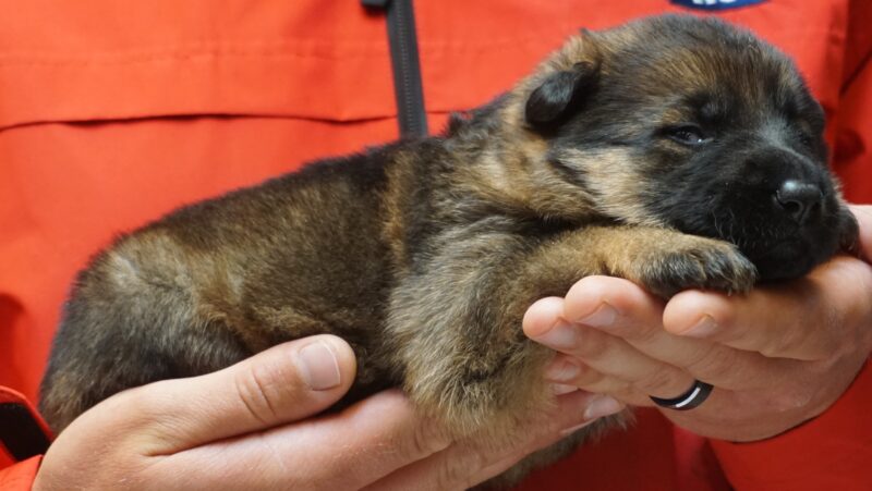 A person holding a puppy in their hands.
