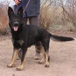 A black and brown dog standing on top of a dirt field.