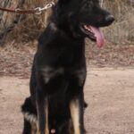 A black and brown dog sitting on top of a dirt field.
