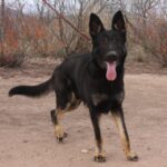 A black and brown dog standing on top of a dirt field.