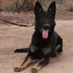 A black dog sitting on the ground with its tongue hanging out.