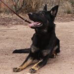 A black dog sitting on the ground with its mouth open.