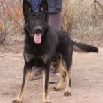 A black and brown dog standing on top of a dirt field.