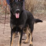 A black and brown dog standing on top of a dirt field.