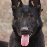 A black dog with pink tongue and nose.