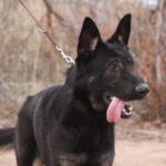 A black dog with its tongue hanging out.