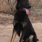A black and brown dog standing on top of a dirt field.