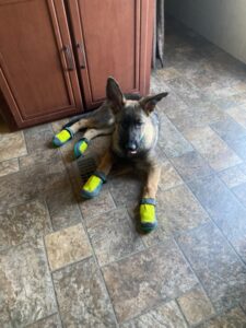 Dog wearing bright socks on tiled floor.
