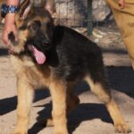 A german shepherd puppy standing on the ground.
