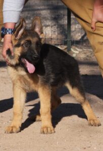 A german shepherd puppy standing on the ground.