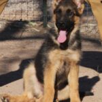 A german shepherd puppy sitting in the dirt.