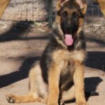 A german shepherd puppy sitting in the dirt.