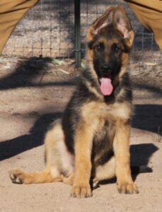 A german shepherd puppy sitting in the dirt.