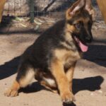 A german shepherd puppy sitting on the ground.