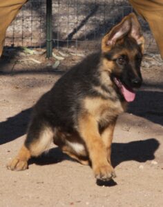 A german shepherd puppy sitting on the ground.