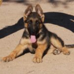 A german shepherd puppy sitting on the ground.