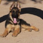 A german shepherd puppy sitting on the ground.