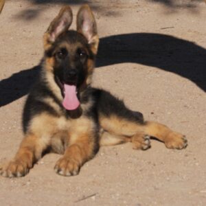 A german shepherd puppy sitting on the ground.