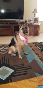 A dog sitting on the floor wearing a pink bandana.