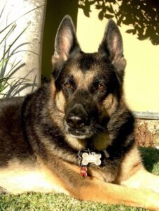 German Shepherd lying on grass, sunlight shining.