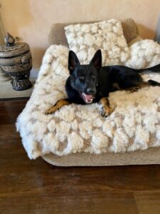 A dog laying on top of a bed.