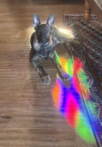 Dog lying on floor with rainbow reflection.
