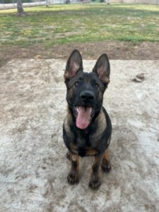 German Shepherd puppy sitting on concrete ground.