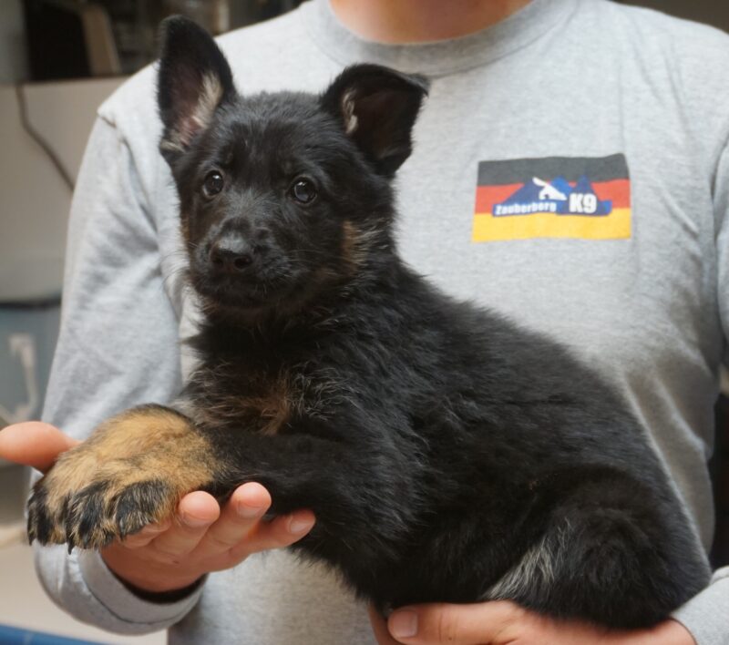 A person holding a puppy in their hands.