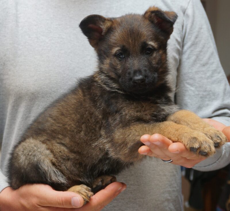 A person holding a puppy in their hands.