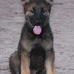 A german shepherd puppy sitting on the ground.