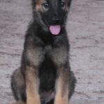 A german shepherd puppy sitting on the ground.