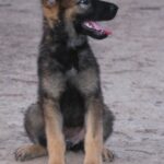 A german shepherd puppy sitting on the ground.