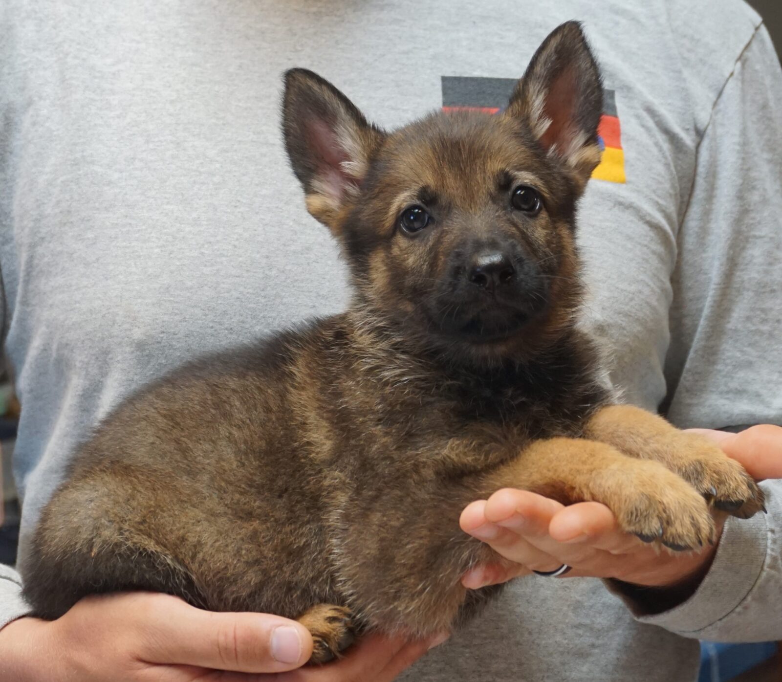 Sabel German Shepherd Puppy