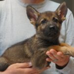 German Shepherd Puppy available in Tucson AZ