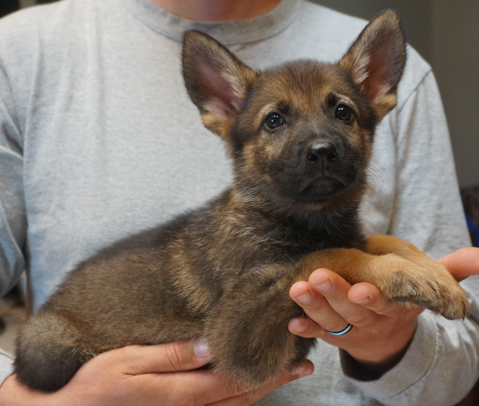 German Shepherd Puppy available in Tucson AZ