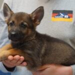 Pure breed Sable German Shepherd