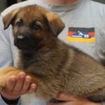 Zauberberg puppy