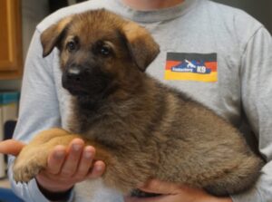 Zauberberg puppy