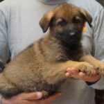 German Shepherd puppy picture