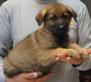 German Shepherd puppy picture